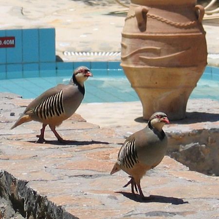 Country Hotel Velani Avdou Luaran gambar